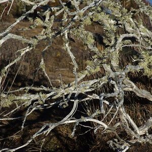 Highland Lakes sticks, Central Highlands Lakes, Tasmania