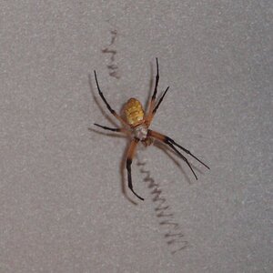 Wolf Spider - Fredericksburg, Texas