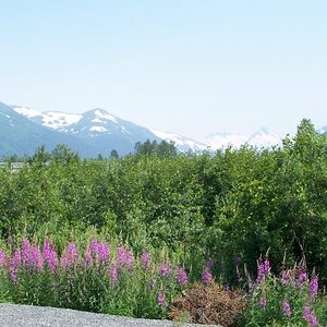 Denali National Park