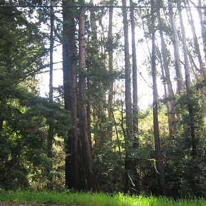 Overlooking Tunitas Creek Rd.