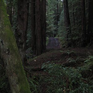 Pathway leading from bridge over Tunitas Creek