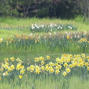 Daffodills in Woodside