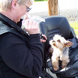 Vaughn's backseat driver.  Our 6 pound Yorkie, Bad Leroy Brown, loves to ride with us.  He stays between us, securely tethered to me by a leash wrappe