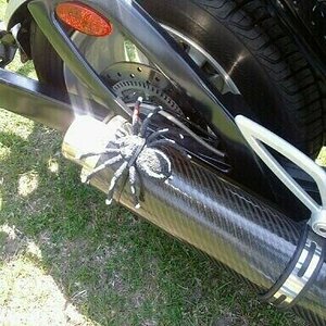 Spyder on the muffler