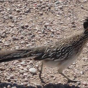 Roadrunner