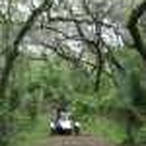 Spyder in the woods avatar