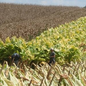 tobacco harvest