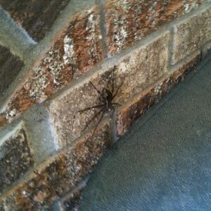 One of only two 'Spyders' I saw on my trip.