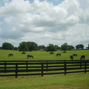Ocala Fl, Horse Country