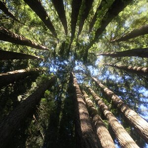 Redwoods at Ciao Bella