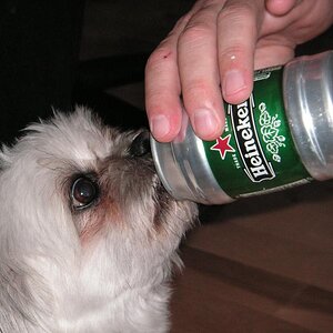 Sweet little Piko 
(March 2005-February 2008)