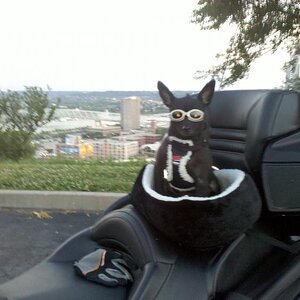 2010 06 29 Teddy Doggles2