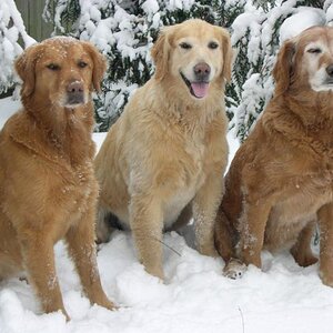 My Girls -- Golden Retrievers