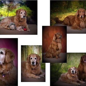 100301MeyerCollageEmail