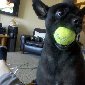 Teddy daring you to take his ball :)~