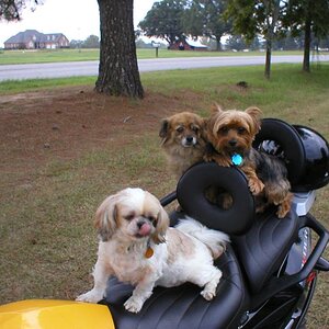 Max, Snikers and Gizmo