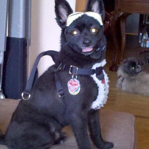 Teddy ham'n it up for the camera. He put his doggles up on-top of his head himself. That's the harness that I was talking about in the one post. At St