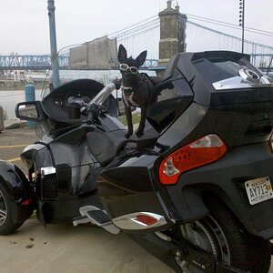 Teddy & Spyder in front of the Roebling Suspension Bridge