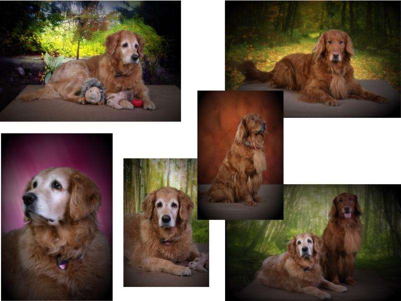 100301MeyerCollageEmail