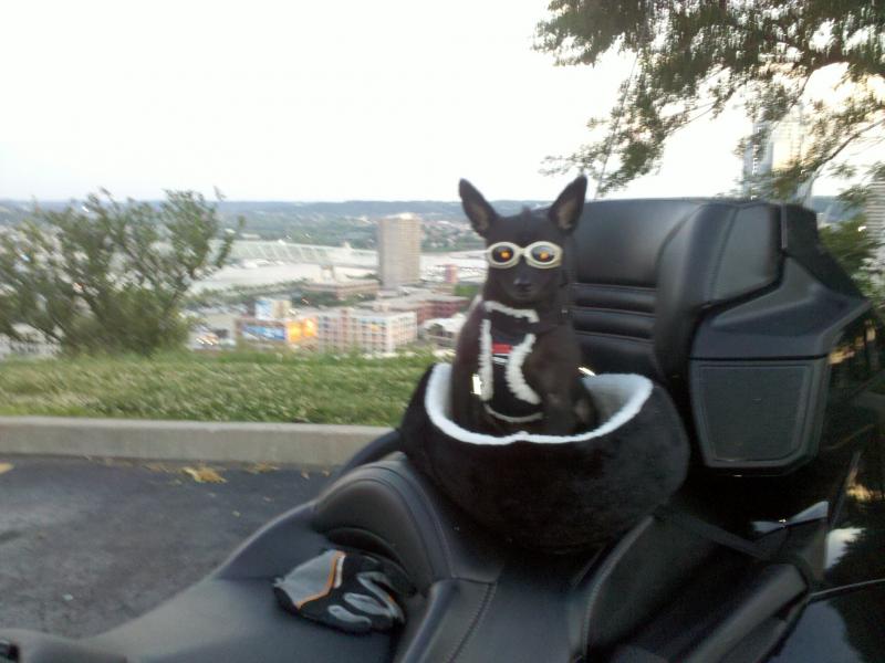 2010 06 29 Teddy Doggles2