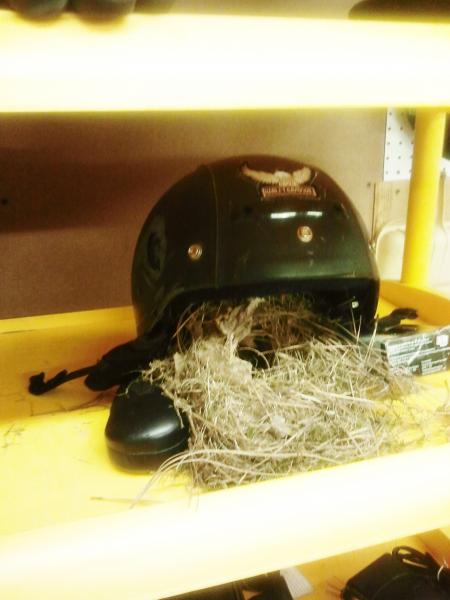 2012 05 28 20.42.22 what happens when you leave the shop door open for half a day....