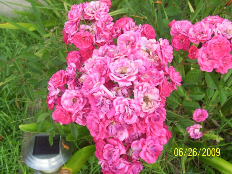 7 Sisters roses at my cousin Caroldine's, Lake Arthur, LA