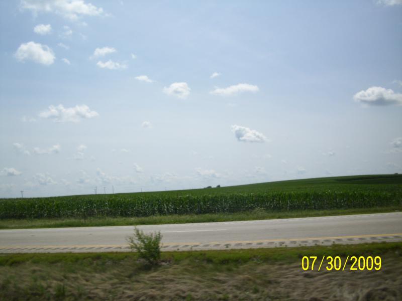 A corn field in case you've never viewed one.