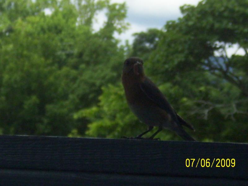 A worm in the mouth.