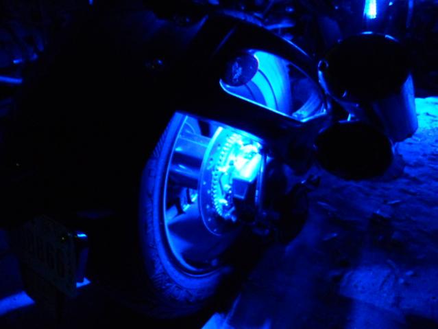 Accent Stingerz Lucky's Ride