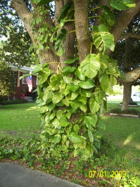 Alien Ivy in New Iberia, LA.

Notice the size of the leaves farthest from the ground.