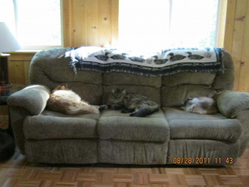 An Alaska cats hard life.