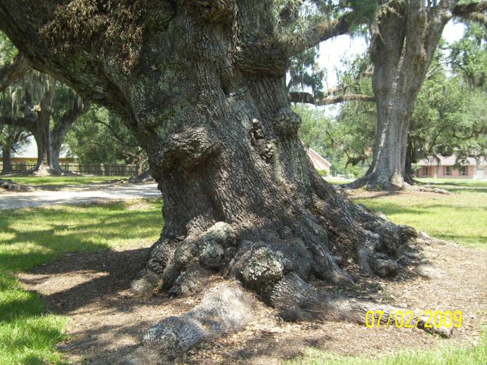 An oak. Some are so old and massive they are held and secured with concrete and chains.