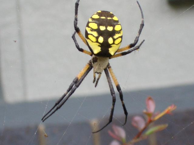 Another spyder at my house...