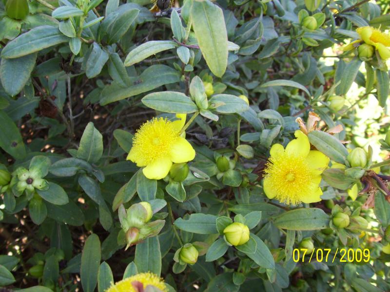 Anyone know what these are? So nice, why don't they have signs to tell me these things?