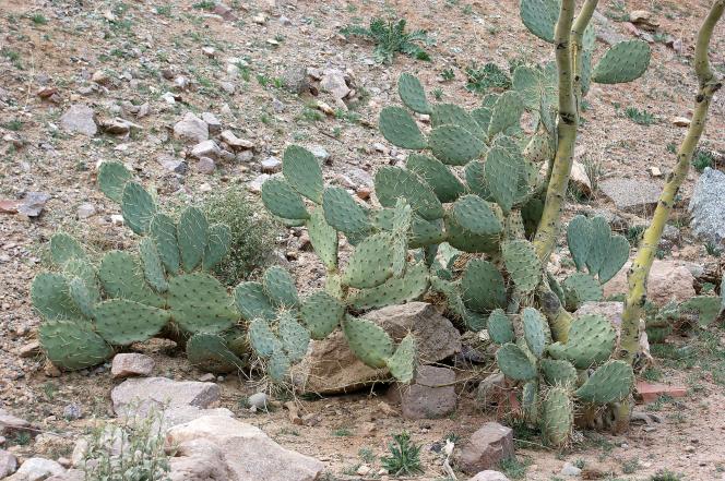 Arizona Feb 2014 066A