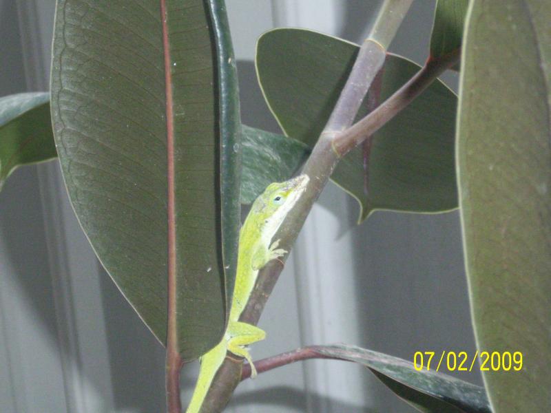 Bug catcher at sis-in-law's, Franklin, LA.