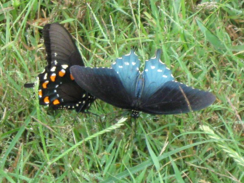 Butterflies at the main visitor center