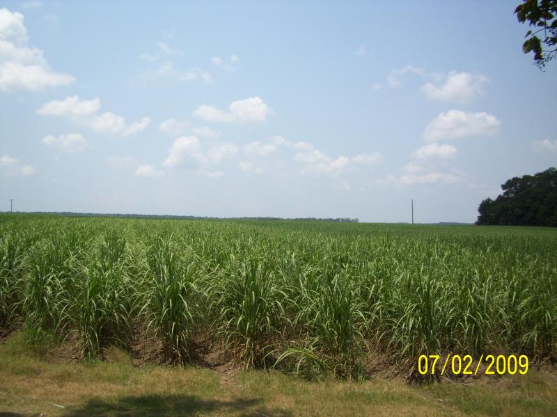 Cane field adjacent to cemetery.