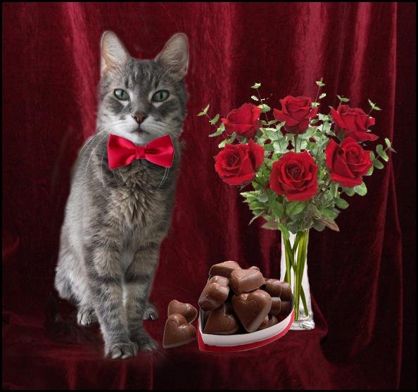 Cat and Roses