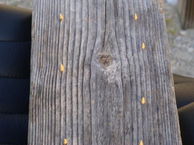 Cat Mod for stray cats that likes your seat as much as you do. A board and about 10 screws does the job in keeping those pesky stray cats off your sea