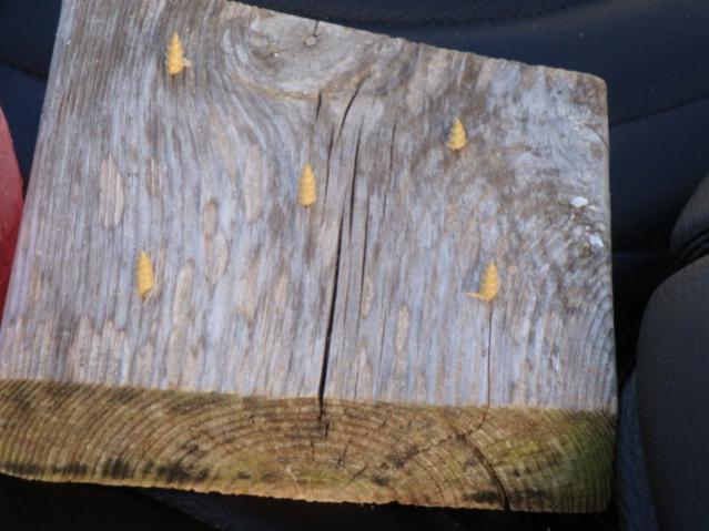 Cat Mod for the back seat. Do they work? I haven't seen sand from cat paws on either seat since adding this simple mod. They work best if the screws a