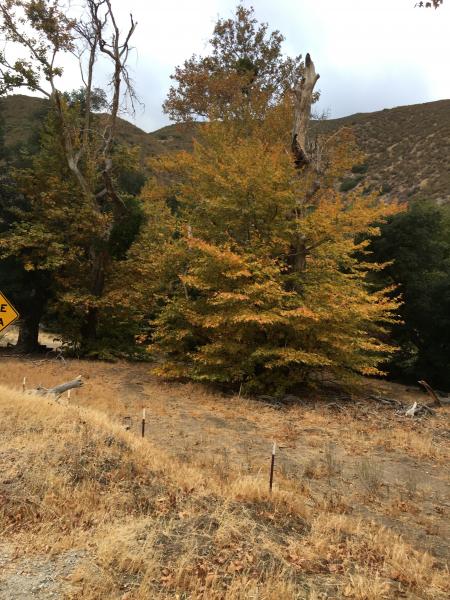 Climbing to Julian from the desert floor