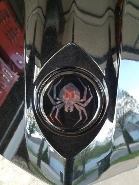 close up front trunk spider