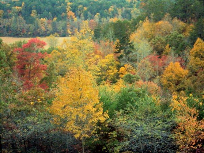 Color peak at 1800 feet southwest of Murphy