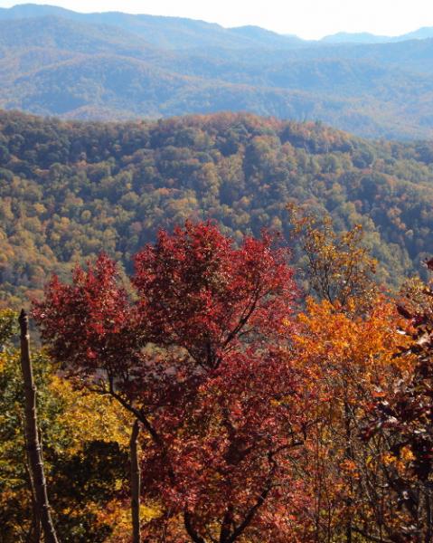 Color peaking at 3000 feet on the Cherohala Skyway