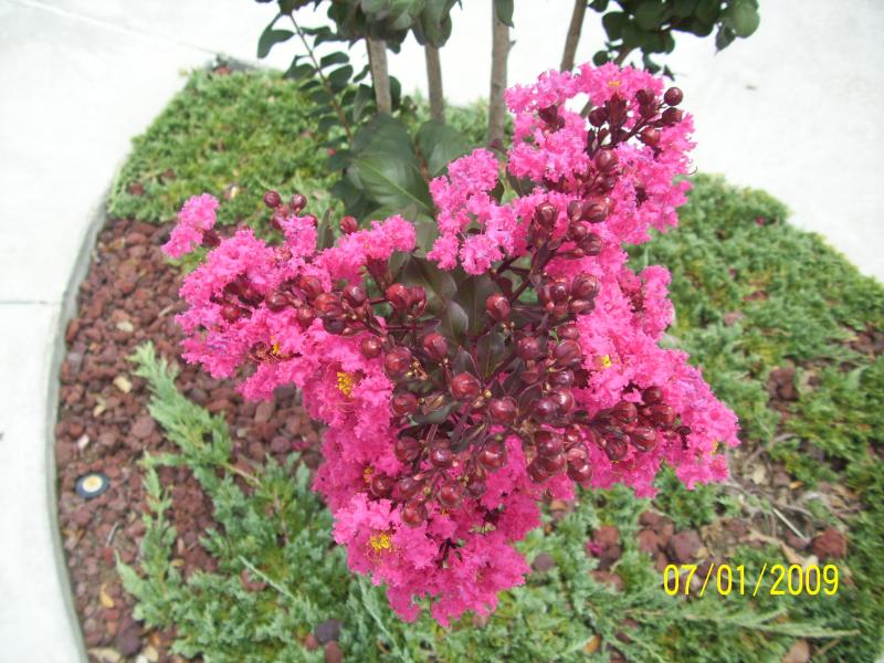Crepe Myrtle up close
