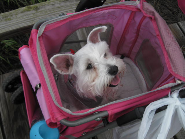 dad, where is the spyder I want to ride