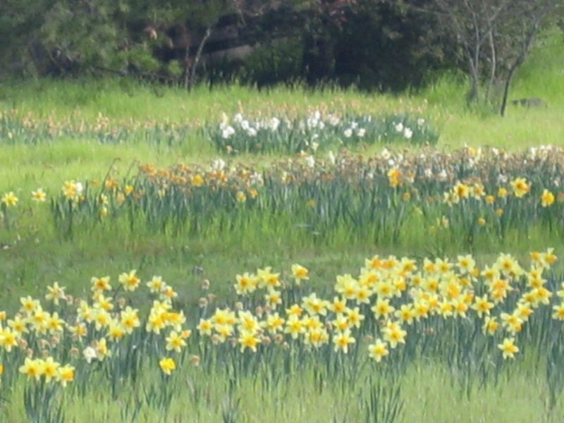 Daffodills in Woodside