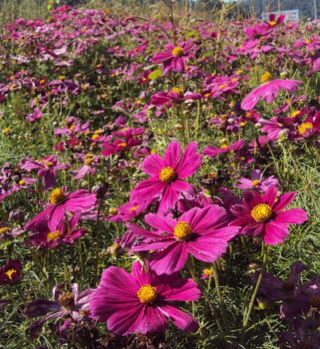 Daisies along HWY 64E