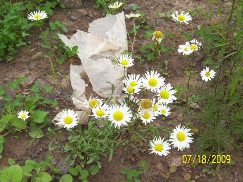 Daisies by the roadside.